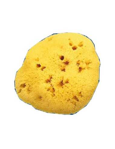 SPUGNA NAT FORI L 12 13CM 9